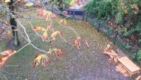 Zu sehen ist der Blick auf einen Garten aus einem Fenster. Im Garten ist eine Matschstrecke aus Holz. Des weiteren sind mehrere Bäume sowohl auf dem Grundstück als auch am Rand zu sehen.